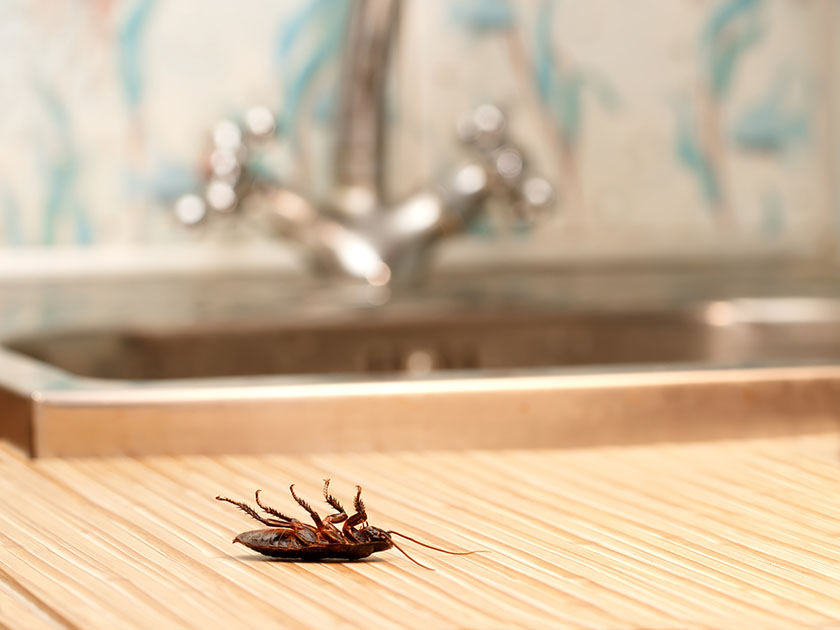 Encuentra una solucion natural para librar tu hogar de cucarachas y otros insectos