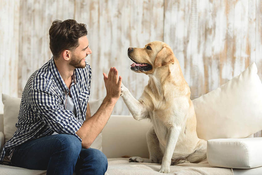 10 cosas que a tu perro no le gustan y debes evitar a toda costa (Segunda Entrega)