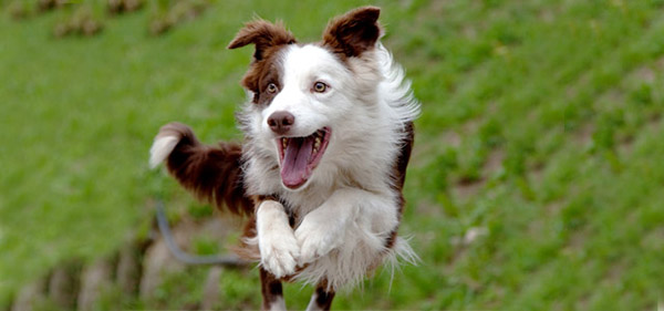 border-collie