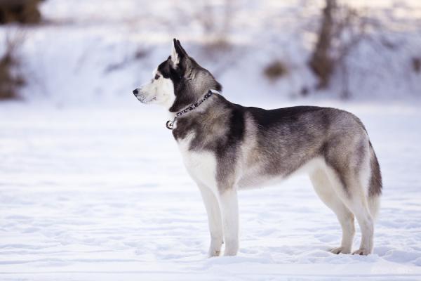 husky-siberiano