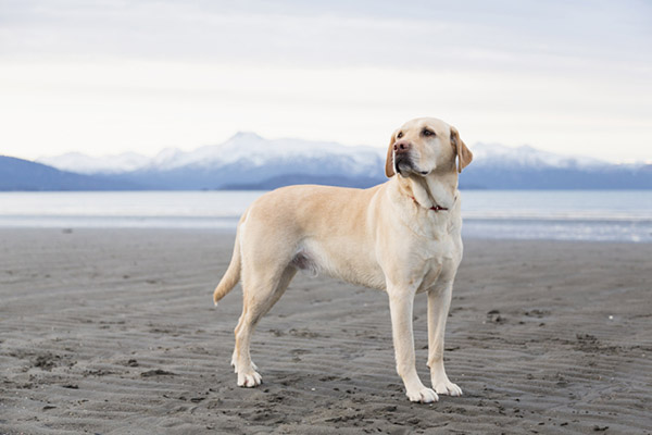 labrador-retriever