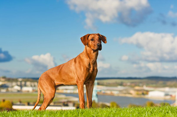 rhodesian-ridgeback