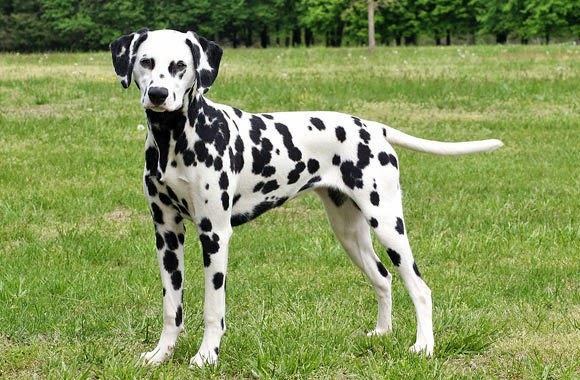 dalmata