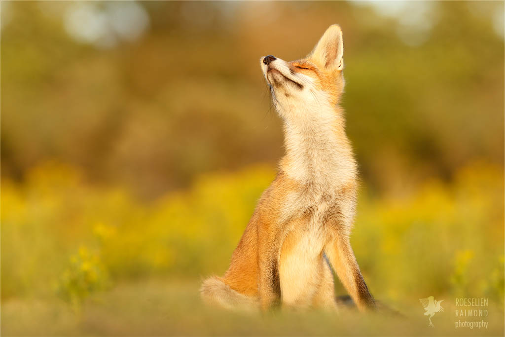 Roeselien Raimond quería demostrar que los zorros conocen muy bien el arte de encontrar la belleza en las cosas pequeñas de la existencia