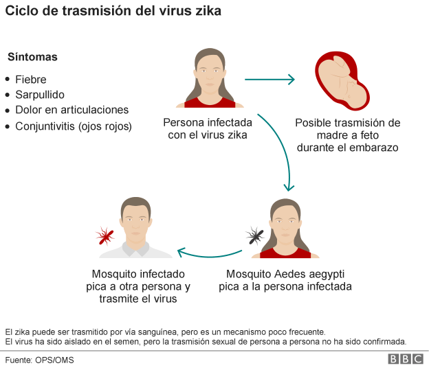 zika_virus_cycle_spanishversion