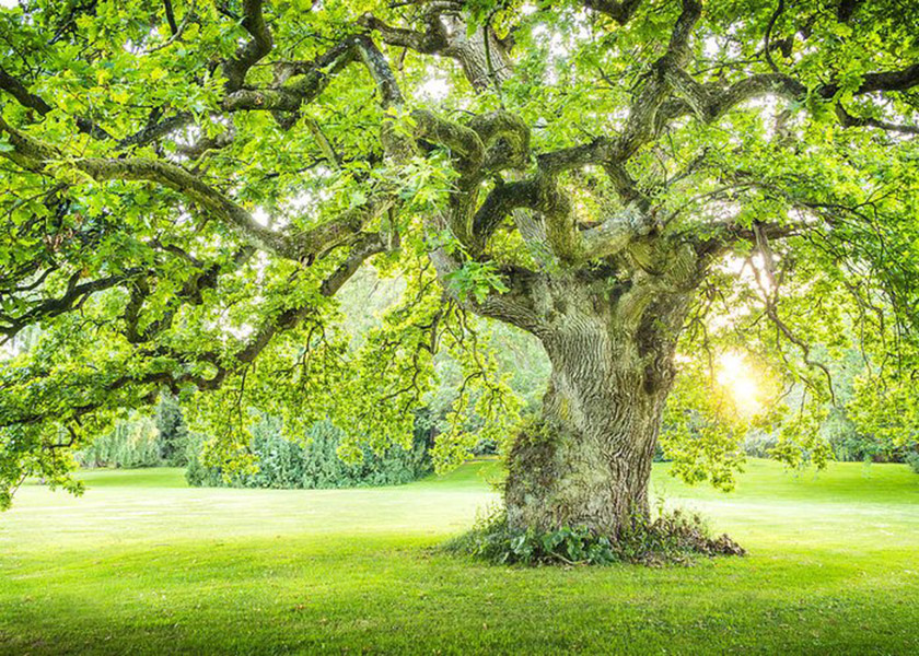 ÁRBOL DE LA VIDA: ¿Cuál es su significado real?