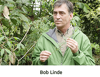 BOB LINDE