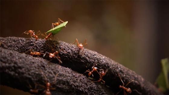 Proteger la Tierra es responsabilidad de todos