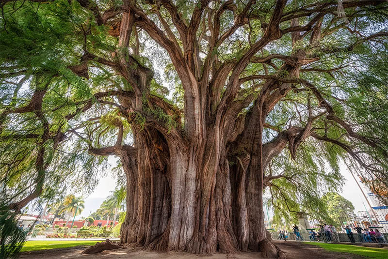 Los 15 árboles más bellos y originales del mundo - INTI