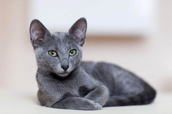 ARENERA INTELIGENTE CON AUTOLIMPIEZA PARA GATO – Pet's Rock Colombia