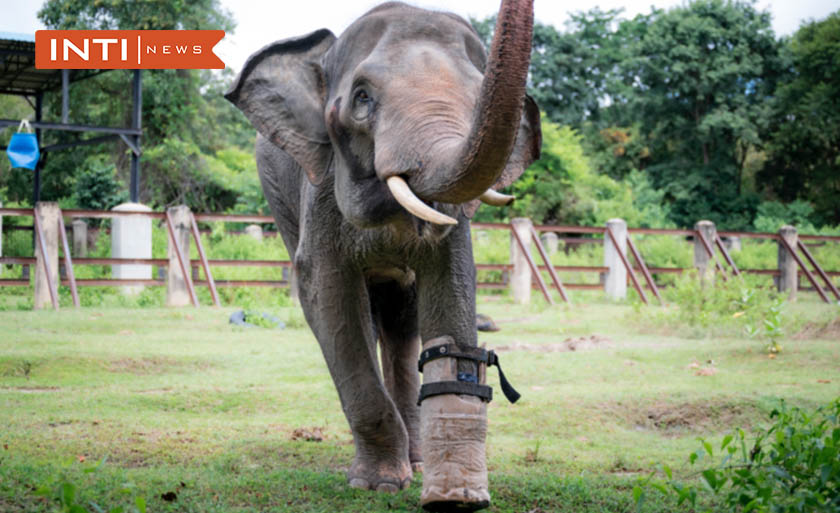 Chhouk el elefante que perdio una pata y ahora camina con una protesis